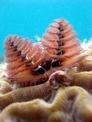 Pink dressed X'mas Tree Worm, caught on a beautifull day ... by Carlos Valenzuela 